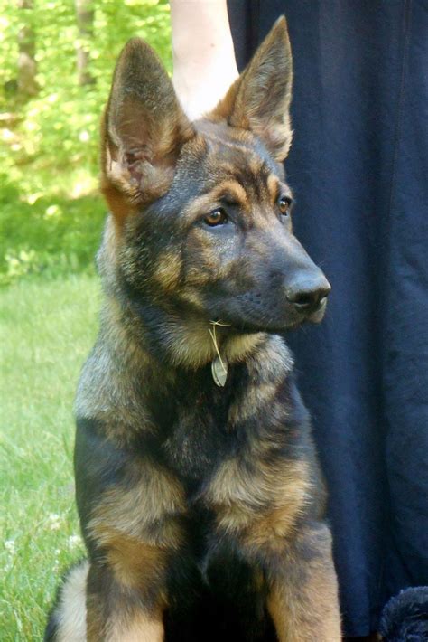  A four-month German Shepherd will enjoy going on walks for about a mile at a time, and it is preferable to go on several shorter walks throughout the day rather than going on one very long walk