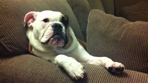  A frustrated English bulldog with pent-up energy will engage in excessive barking because they are descended from a working dog breed