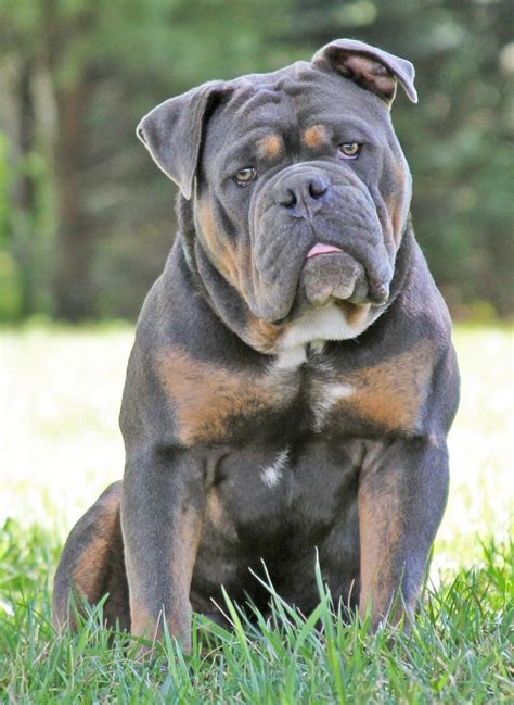  A full-grown blue English Bulldog ranges from 12 to 25 inches in height and can weigh around 40 to 50 pounds