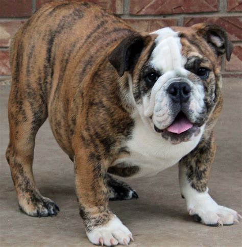  A full-grown female English Bulldog weighs about ten pounds less at 40 to 44 pounds and stands at 12 to 14 inches tall