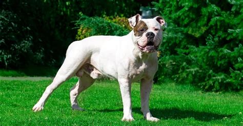  A fully-grown American Bulldog usually stands inches tall at the shoulder and weighs between pounds
