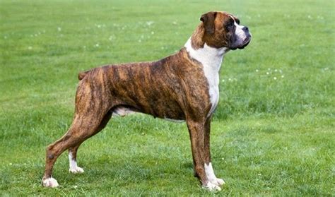  A fully-grown Boxer usually stands inches tall at the shoulder and weighs pounds