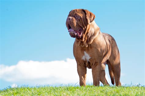  A fully-grown Dogue de Bordeaux usually stands inches tall at the shoulder and weighs pounds or more