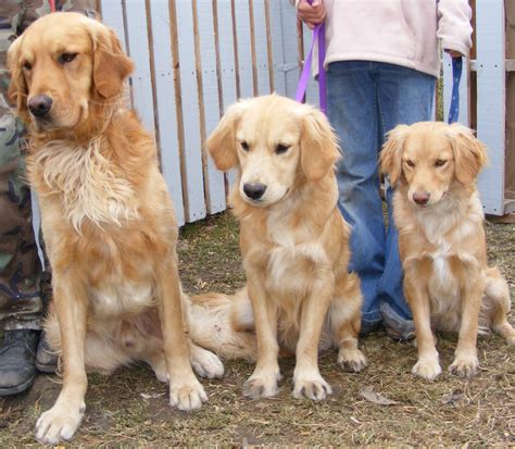  A fully-grown Miniature Golden Retriever usually stands inches tall at the shoulder and weighs pounds