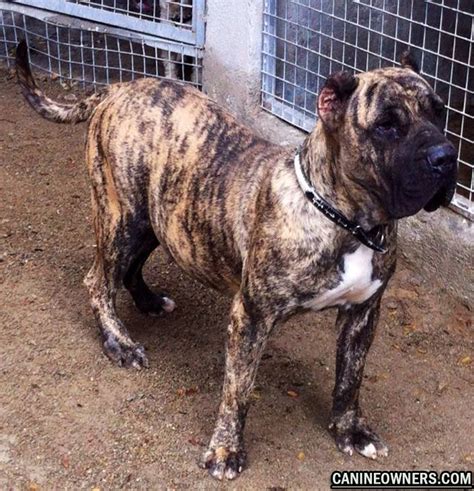 A fully-grown Presa Canario usually stands inches tall at the shoulder and weighs pounds