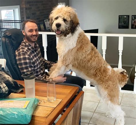  A fully-grown Saint Berdoodle usually stands inches tall at the shoulder and weighs pounds