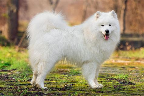  A fully-grown Samoyed usually stands inches tall at the shoulder and weighs pounds