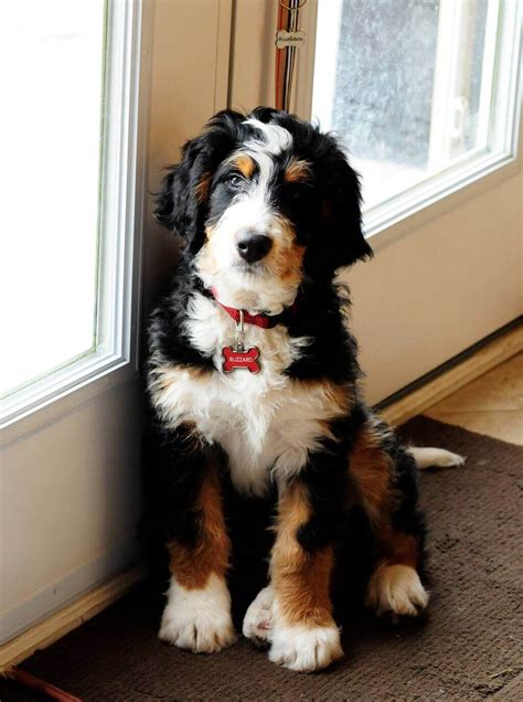  A fully-grown Standard Bernedoodle usually stands inches tall and weighs pounds