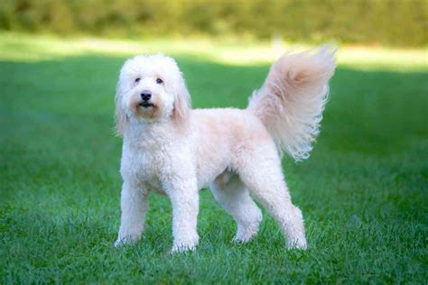  A goldendoodle can have very curly, poodle-like locks or inherit a more wavy mane from their retriever parent