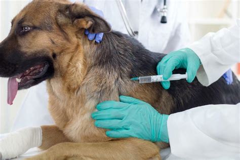  A good breeder gets their dogs vaccinated, fixed, and checked up on before selling them to new families