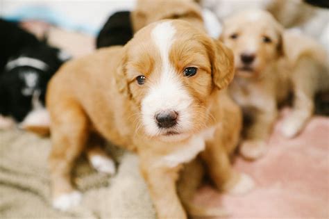  A good breeder will also offer a health guarantee so that you can be refunded or given a replacement puppy if your dog develops any genetic health conditions in the first year or two