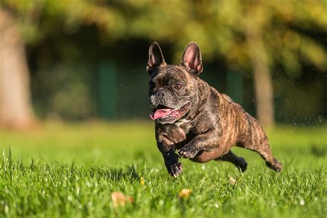  A good exercise for a French bulldog is taking a walk around the block once or twice a day — as long as the weather is not too hot or too cold