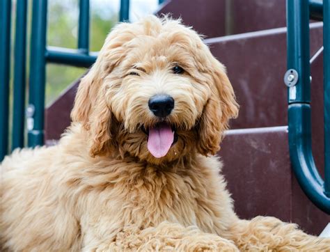  A good goldendoodle groom involves both the grooming scissors and the clipper