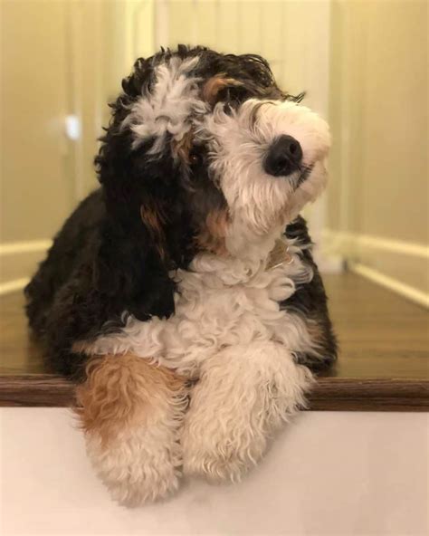  A good rule of thumb is to bathe your mini Bernedoodle once every three months or so