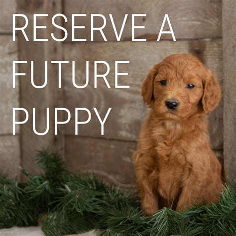  A good time to meet your future pup