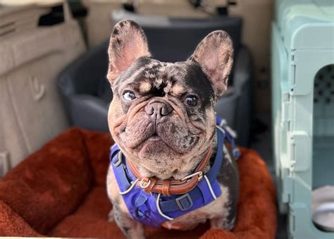  A great french bulldog harness is necessary for Adult Frenchie to avoid damaging the spine, causing ivdd