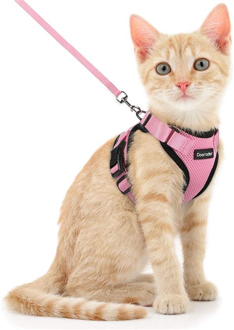  A harness and leash aren