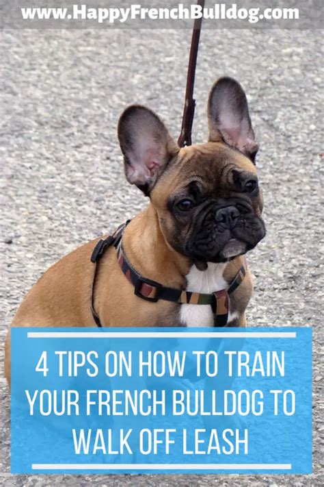  A harness will help you properly train your French bulldog
