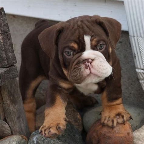  A healthy and happy English bulldog requires at least three breedings throughout its lifetime to stay in good health