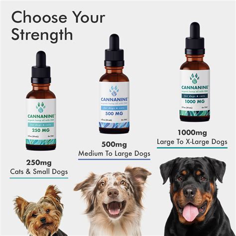  A high-potency full-spectrum CBD oil is recommended for dogs with joint pain