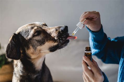  A holistic veterinarian who has experience with CBD can discuss safety concerns and effective dosing