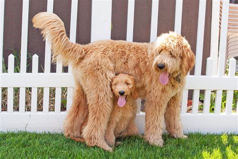  A hypoallergenic coat combined with an endearing and friendly temperament is why the Goldendoodle has become one of the most popular hybrid dogs in the country