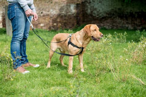  A leash is a primary way you have to control your dog when on walks or out in public