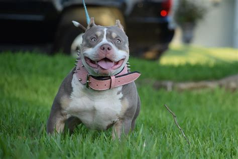  A lilac Bully has had his color diluted twice, once from black to brown, and also from black to blue