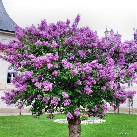  A lilac must carry two copies of these locus or it is not considered a lilac color