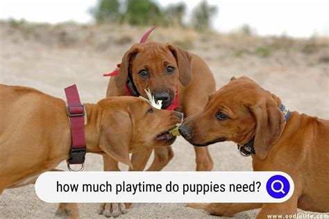  A little bit at a time Young puppies need playtime in small amounts throughout the day