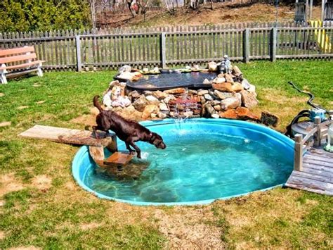  A local dog pool or a pond would work great with your dog