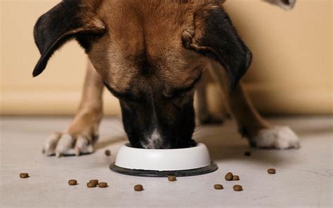  A lot of pets often lose their appetite when they are going through depression or anxiety