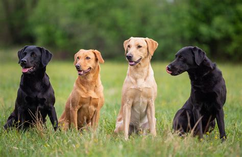  A lot of this depends on the color of the Labrador parent, whether they are yellow, black, or chocolate