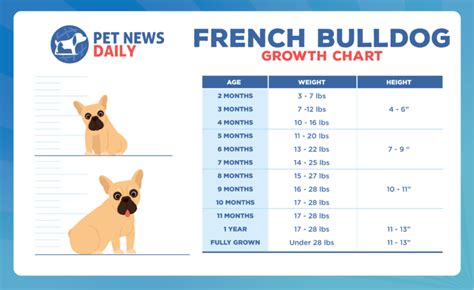  A male French Bulldog will weigh between 17 and 22 pounds at six months old and have an average weight of 