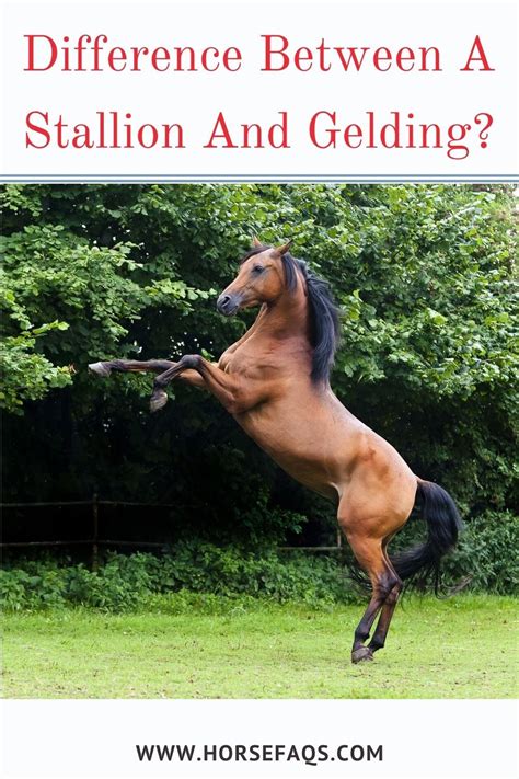  A male horse used for breeding is called a stallion, whereas a neutered male horse is called a gelding