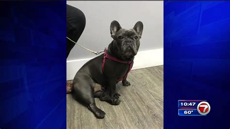  A man has been arrested after authorities say he was caught on camera stealing French Bulldog puppies from a home in South Carolina