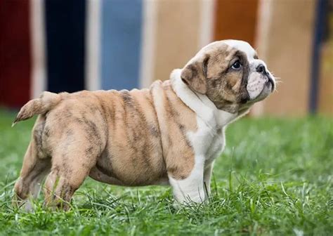  A medium-sized dog, the Bulldog is short and