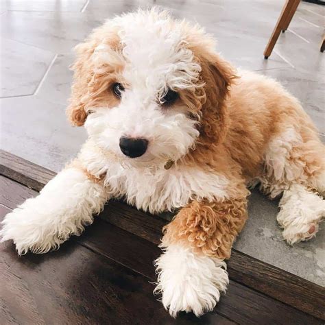  A mini Bernedoodle can weigh pounds and be inches tall as an adult