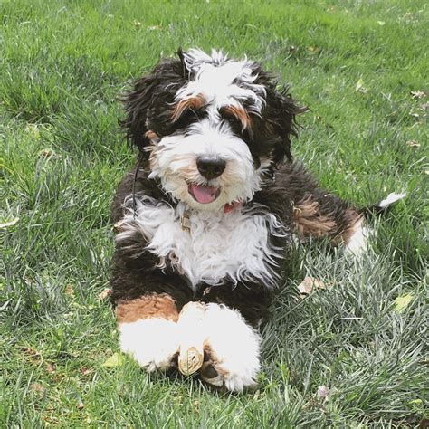  A mini Bernedoodle puppy has a Miniature Poodle as one of their parents
