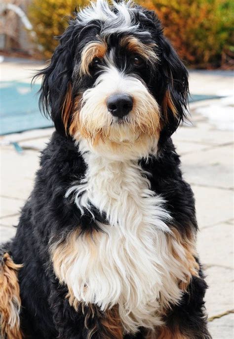  A mini bernedoodle results from crossing a miniature poodle with a Bernese mountain dog