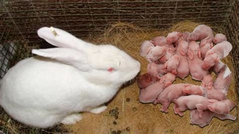  A mother is able to produce larger litters when they are in prime birthing age between two to five, their health and diet is strong, and their overall environment is stress-free