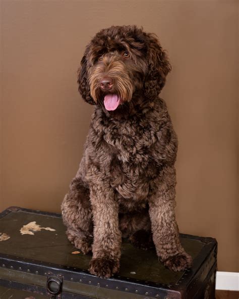  A multi-gen Labradoodle is a highly recommended family dog that almost never sheds and is allergy friendly