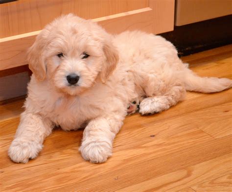  A name as perfect as your Goldendoodle puppy Now that you have a good start on what to buy your puppy, you may be ready to think about what to name your sweet Goldendoodle