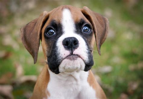  A new look for: americanboxerpuppies