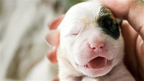  A newborn puppy should stay with their breeder, mom, and siblings as they develop physically and gain new social skills alongside their brothers and sisters