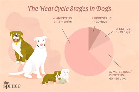  A normal heat cycle lasts between two and four weeks long