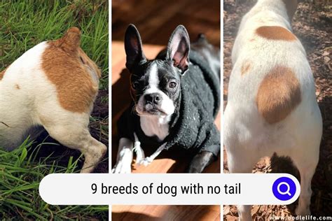  A number of dog breeds are born with very short or no tails