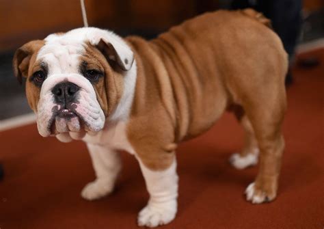  A once ferocious and tough dog — through select and skilled breeding — the bulldog has become a docile and loving pet and cherished member of countless families