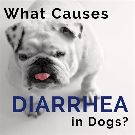  A pet with GI upset may experience abdominal pain, vomiting, or diarrhea