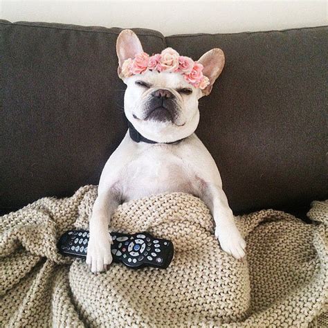  A post shared by Frenchies of Instagram frenchie